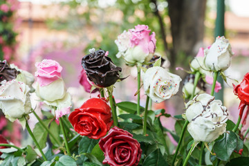 rose coated by chocolates  in flower festival . Chiang Rai , Tha