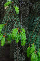 Young sprout on a pine tree