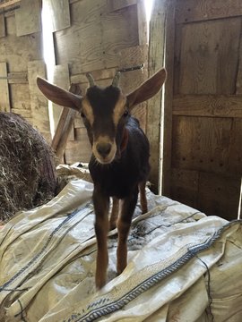 chevreau