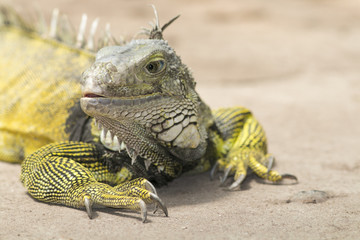 iguana lizard reptile at local botanical gardens cape town