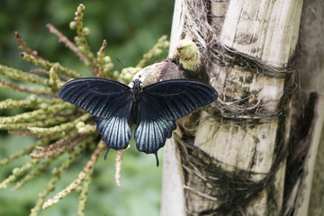 butterfly black white blue botanical