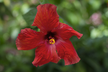red hibiscus flower bloom botoanical garden