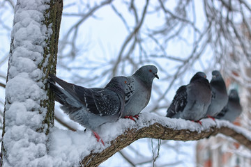 Winter pigeon sitting on a tree