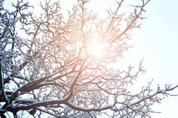 tree sky branch in the forest winter