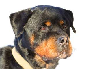 Dog Rottweiler named Bass isolated on white