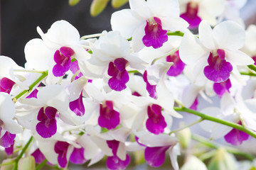 Naklejka na ściany i meble Orchids flowers in garden.