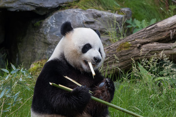 Panda géant