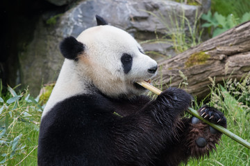 Fototapeta premium Panda géant