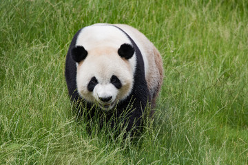 Panda géant
