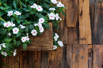 Flowers on old wood,copy space
