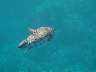 pesce palla © paolo