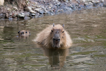 Capybara en famille dans l'eau