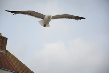 Seagull