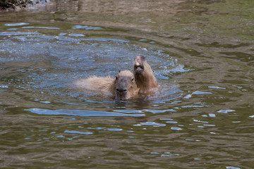 Fototapeta premium Capybara en famille dans l'eau