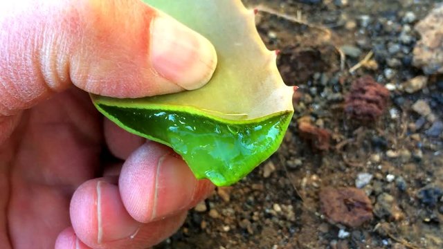 Aloe vera Blatt mit Saft