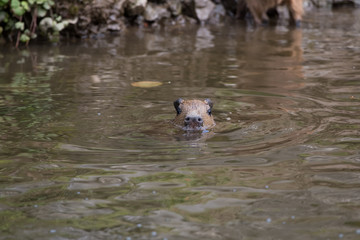 Jeune capybara en train de nager