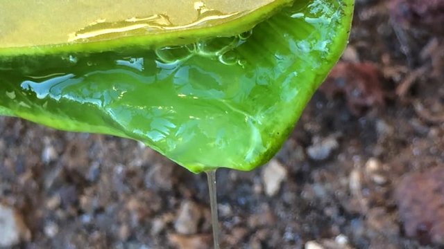 Aloe vera Blatt mit Saft
