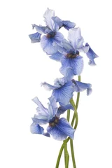 Schilderijen op glas iris flower isolated © _Vilor