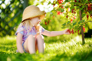 Cute little girl picking red currants in a garden on summer day