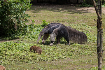 Jeune capybara et un fourmilier