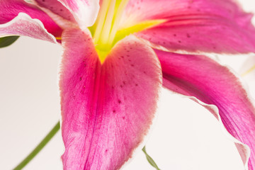 Close up lily flower