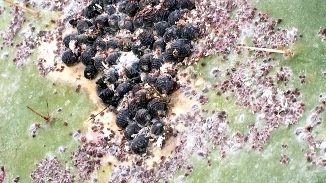 Opuntia ficus-indica mit Cochenilleschildl&auml;usen