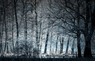 bosco in inverno