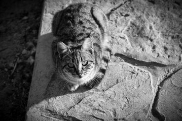 Cat black and white 