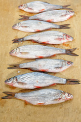 Freshwater fish roach