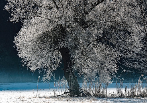 Pianta ricoperta di brina in inverno