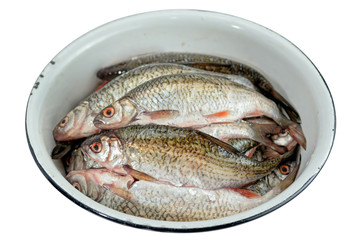Freshwater fish roach