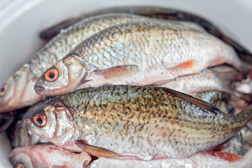 Freshwater fish roach