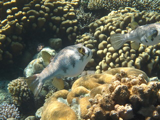 pesce palla © paolo