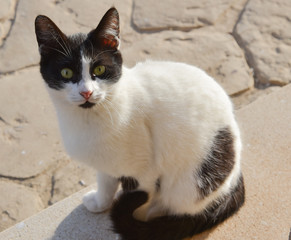 cat black and white looking at lens 