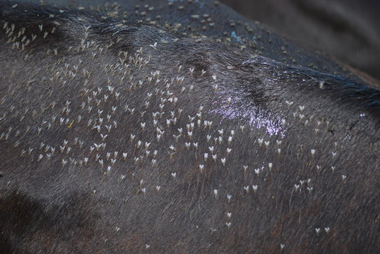 mosca de los cuernos