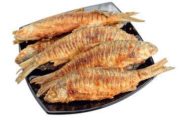 Freshwater fish roach