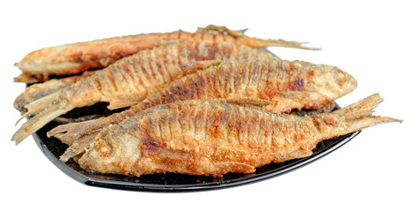 Freshwater fish roach