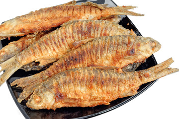 Freshwater fish roach