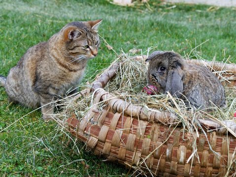 Osterhase mit Katze