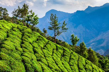 tea plantation in Munnar, Kerala, India - 136277960