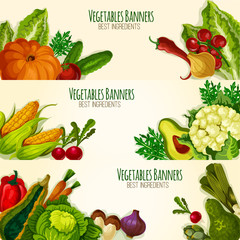 Vegetables and organic veggies vector banners set