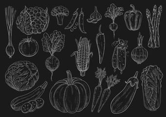 Vegetables vector chalk sketch isolated icons set