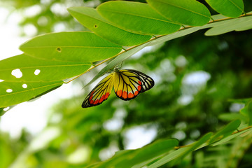 butterfly in the forest