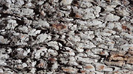 wood texture