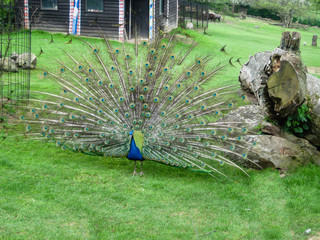 Obraz premium Beautiful colorful peacock in his natural enviroment in czech zoo