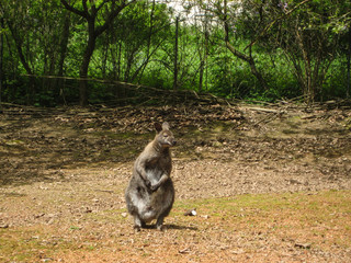 Australian kangaroo in his natural habitat in zoo in Czech republic