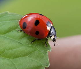 red ladybug on leaf