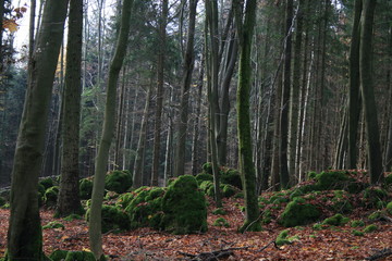 Wald in Franken