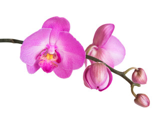 Fototapeta na wymiar Orchid isolated on white