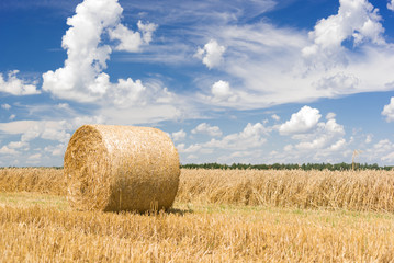 Hay roll on a meadow